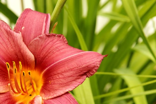 Close-up of beautiful lily lilium flower with green leaves behind, make a beautiful floral background