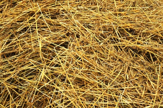 Close-up of freshly cut hay,great texture .