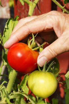 Vertical of hand picking beautiful red tomato on the stem with unripe green one just below.