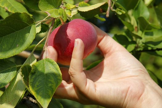 Time to pick up those juicy red apples, close up on a hand picking one on a sunny day.