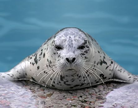 Close-up of a Harp seal looking at camera while resting on its flippers.