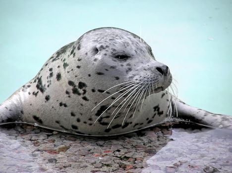 Close-up of a harp seal coming out of the water with details on whiskers and wet fur.