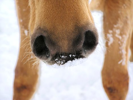 Close-up on the muzzle,nostrils, and whiskers of a horse playing in the snow.
