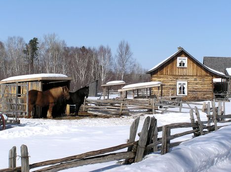 One hundred year old farm house with two working horse, fence and barn on a sunny winter day.