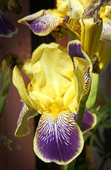 Superb irises flowers from my garden with amazing velvety texture details.