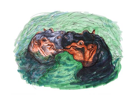 Ink drawing of two funny hippos seemingly kissing in turquoise water