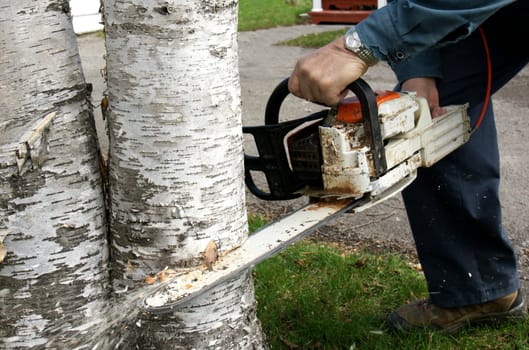 Man cutting down two overgrown paper birch trees with a chainsaw to increase curb appeal.