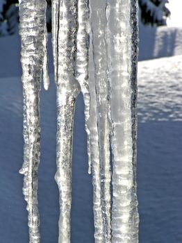 Close-up of large icicles melting showing every details of the light reflected by the ice with trees and blue crusted snow as background