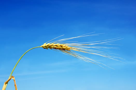 One strand of beautiful golden barley cereal against the bright blue sky with diffused clouds.