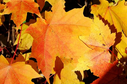 Great seasonal fall background with yellow and orange sugar maple leaves fallen to the ground.