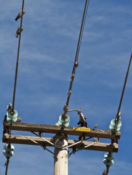 Line of pigeons sitting on the power lines of a wood pole with a blue sky background