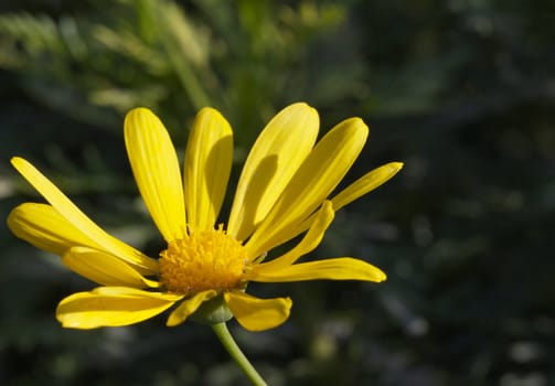 Macro image of a Yellow Marguerite with dark soft focus green plants in background