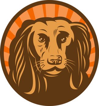 illustration of a Cocker spaniel head front view with sunburst in background set inside an oval