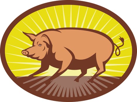 illustration of a Pig side view with sunburst in background set inside an ellipse