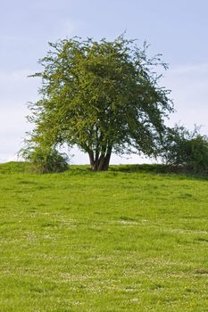 tree on a meadow on a sunny day in spring