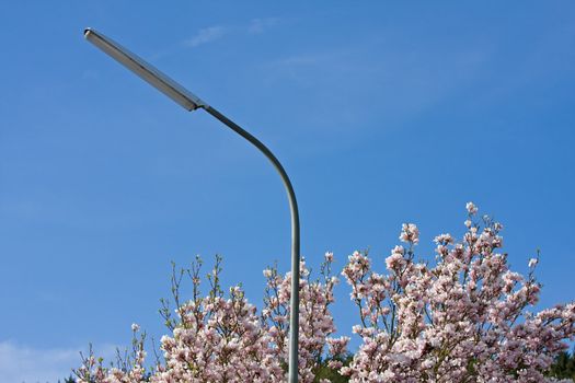 magnolia in full bloom and a street lamp