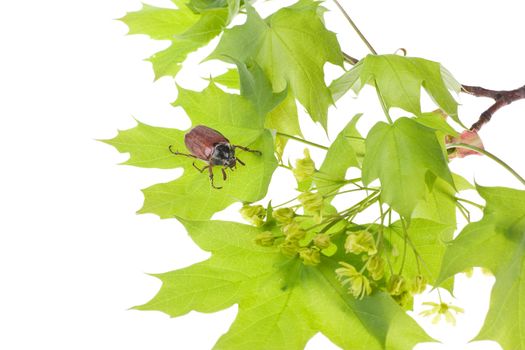 May beetle sitting on young maple leaves isolated over white