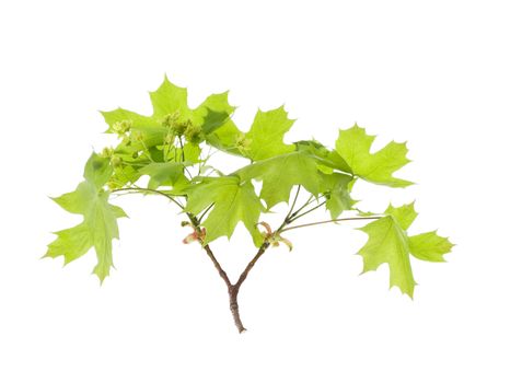 Spring maple leaves isolated over white