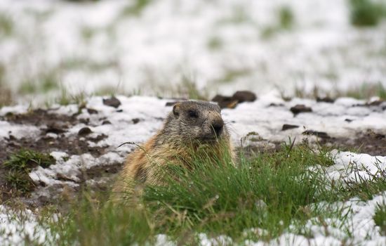 Marmot in a snow covered meadow in Italian Alps
