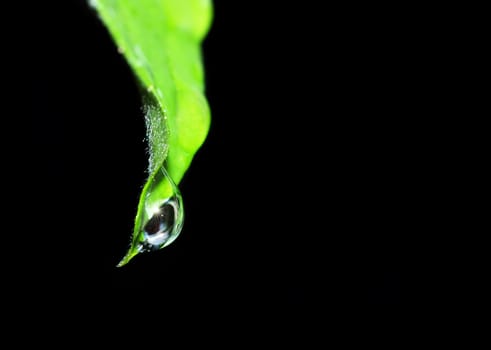 Water drop with sparkle of the leaf taken using shallow depth of field.