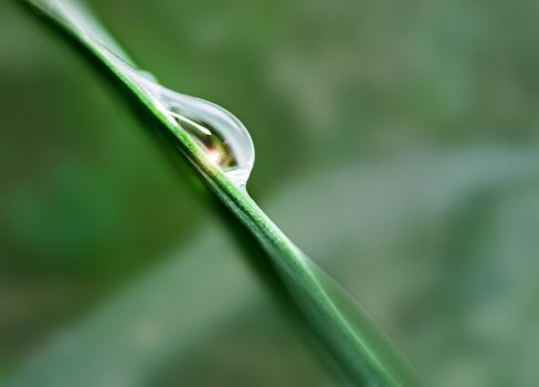 Water drop with sparkle of the leaf taken using shallow depth of field.