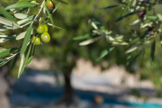 Olive tree branch against the background of a grove in harvesting time