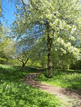 footpath leading through a garden in spring