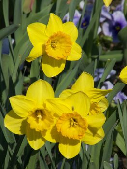 two daffodils standing close together in a meadow