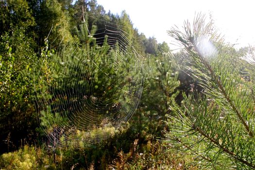 Web on a pine branch