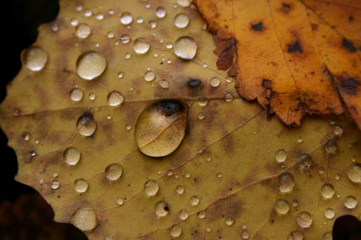 Dew drops on yellow autumn sheet