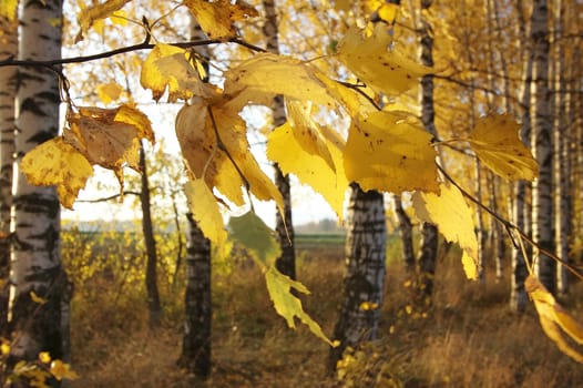 Mellow autumn in Russia, a midland.