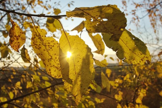 Mellow autumn in Russia, a midland.