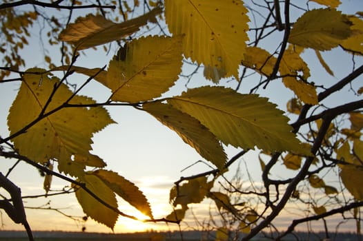 Mellow autumn in Russia, a midland.