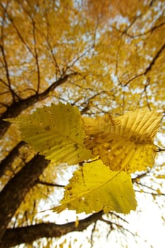 Mellow autumn in Russia, a midland.