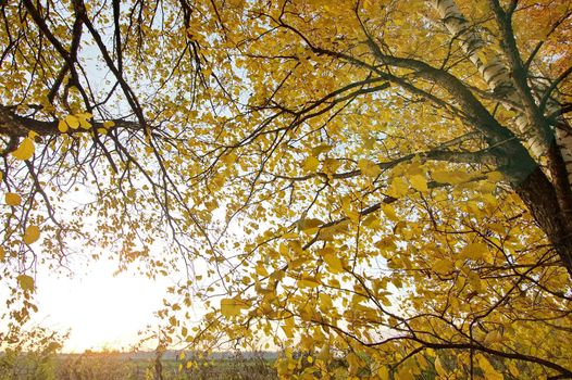 Mellow autumn in Russia, a midland.