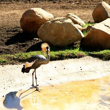 The Grey Crowned Crane is a bird in the crane family Gruidae