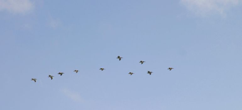 Pelicans flying in a group with a blue sky in the background.