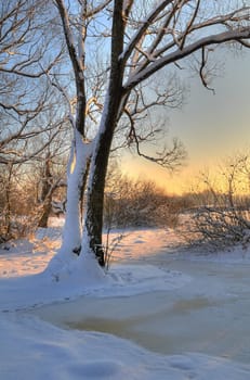 Beautiful winter sunset with a tree in the snow