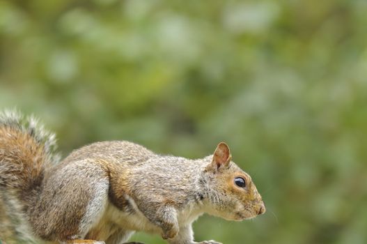 Close up of a young Grey squirrel (Sciurus carolinensis)