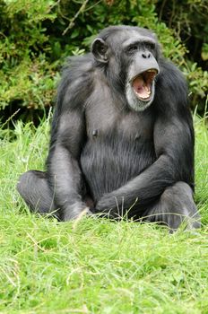 Close up of a Chimpanzee (pan troglodytes)