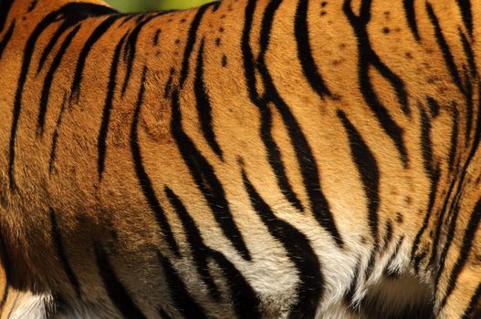 Closeup of Sumatran Tiger (Panthera tigris sumatrae)