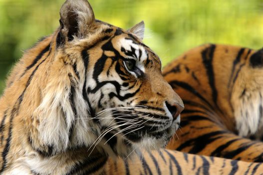 Closeup of Sumatran Tiger (Panthera tigris sumatrae)