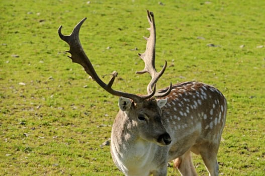 Close up of a Fallow Deer buck (Dama dama)