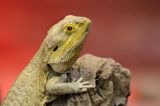 Close up of a Central Bearded Dragon (Pogona vitticeps)