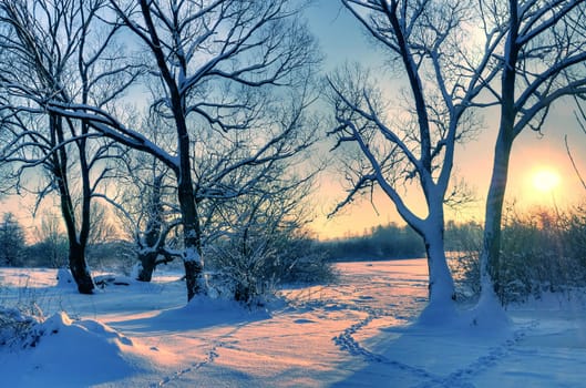 Beautiful winter sunset with trees in the snow