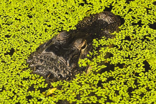 Close up of an Alligator (alligator mississippiensis)