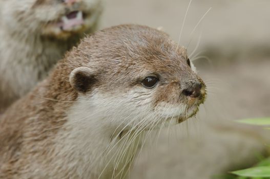 Closeup of Asian short-clawed otter (Aonyx cinerea)
