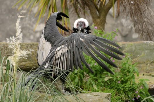Close up of a Andean Condor (Vultur gryphus)