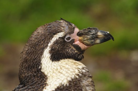 Closeup of a Humboldt Penguin (Spheniscus humboldti)