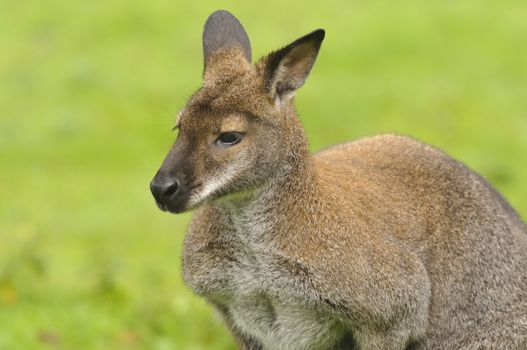 Closeup of a Red-necked Wallaby (Macropus rufogriseus)